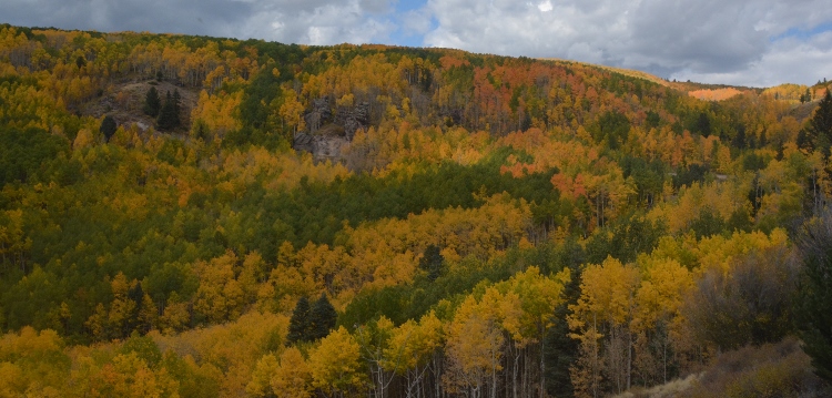 hillside of fall foliage